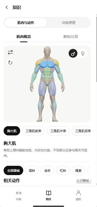 肌肉与动作知识界面预览